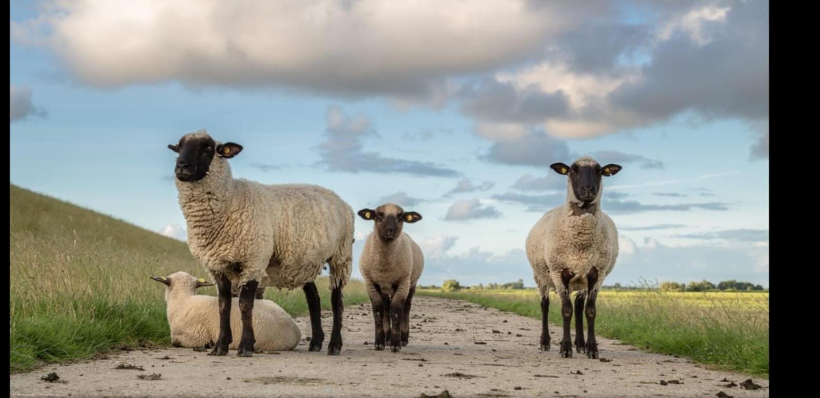 Auf Dem Alten Deich Sande Buitenkant foto