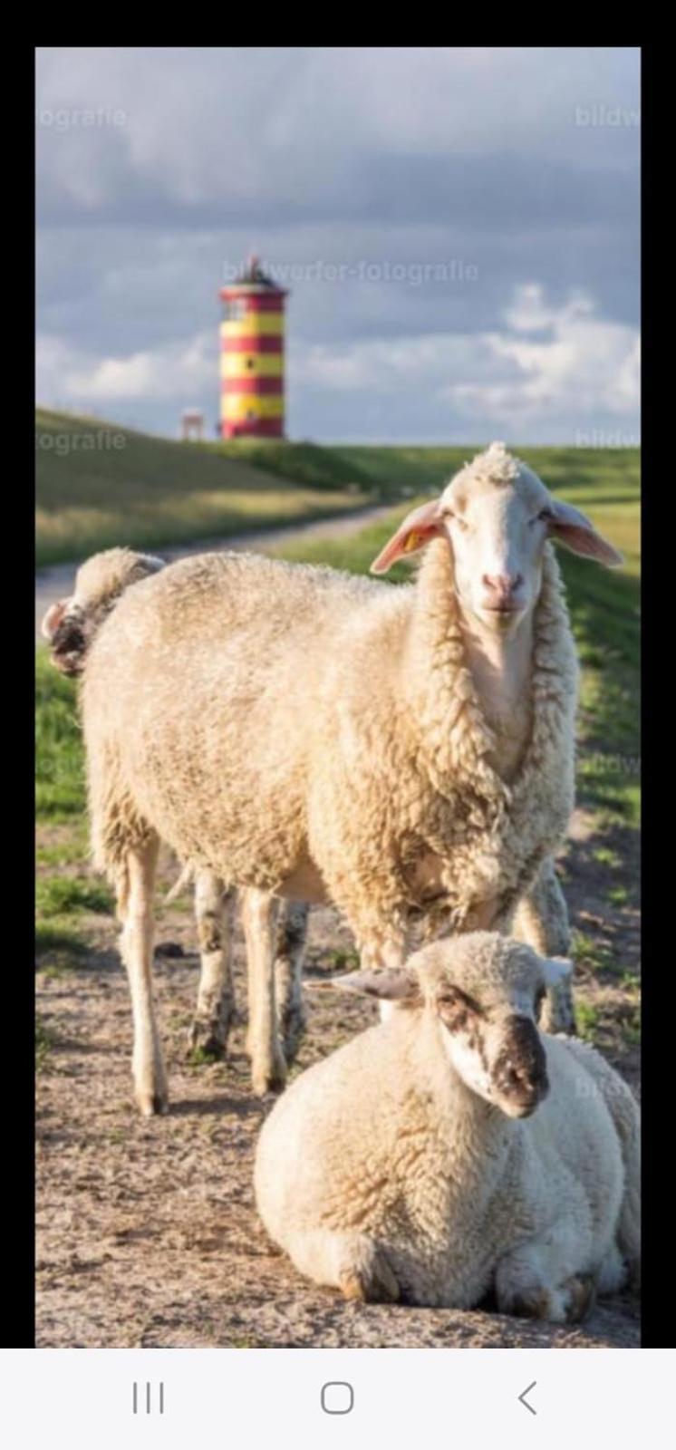 Auf Dem Alten Deich Sande Buitenkant foto